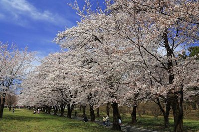 🌸 아카기 남면 천본앵(아카기난멘센본자쿠라) 이미지 2